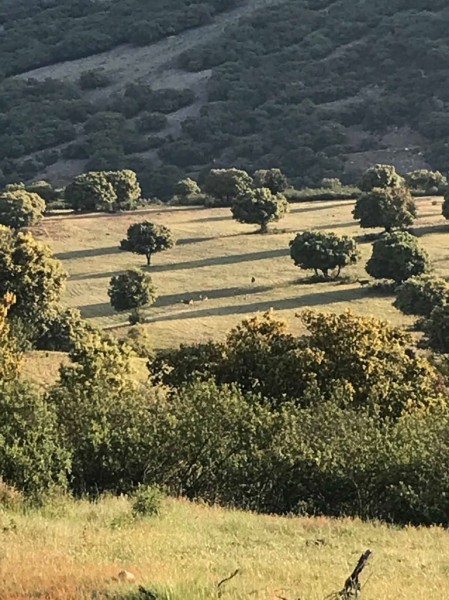 Monteria en Espagne (Castilla mancha)