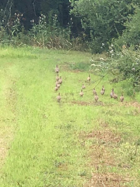 Chasse au petit gibier 100% naturel