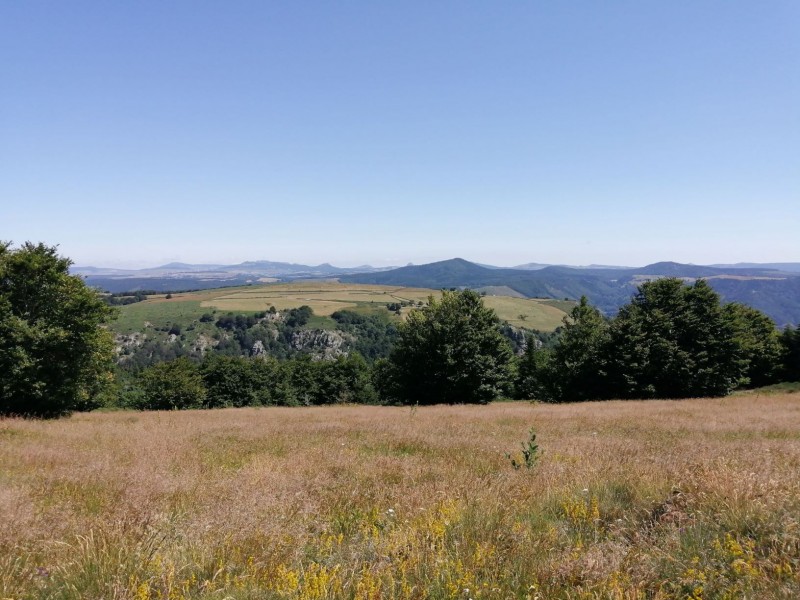 BROCARD D'ETE EN ARDECHE