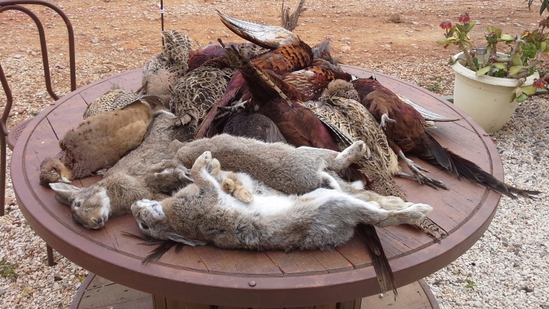 Chasse privee au petit gibier devant soi dans le 66