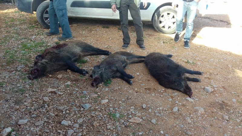 Loue battue aux sangliers en chasse gardee dans le 66