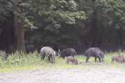 Actions et jounée de chasse gros gibiers