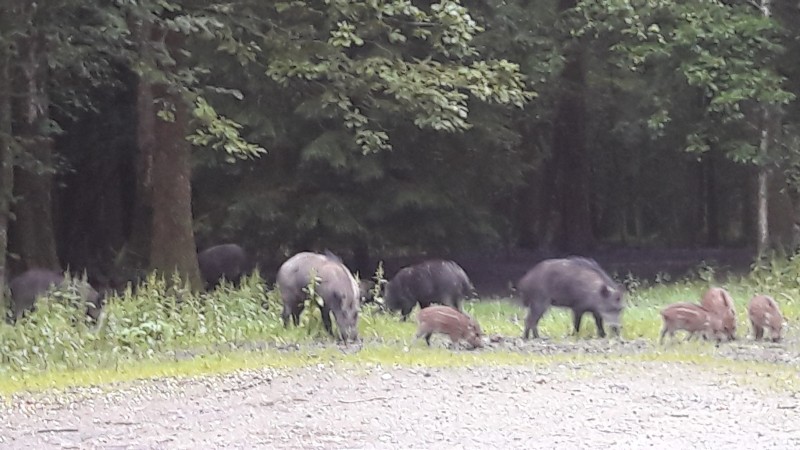 Actions et jounée de chasse gros gibiers