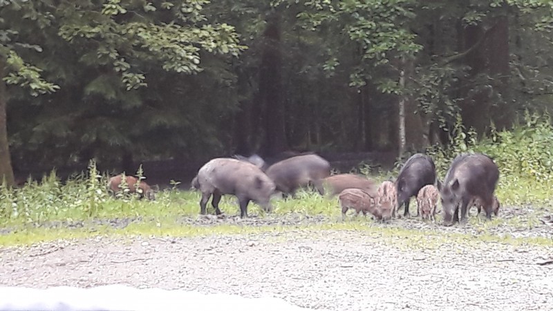 4 vendredi de chasse au coeur de la champagne