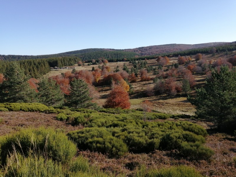 BROCARD D'HIVER EN ARDECHE