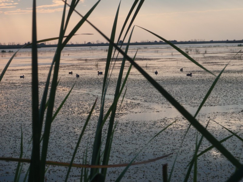 Chasse en Camargue