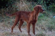 Cherche territoire à bécassines.