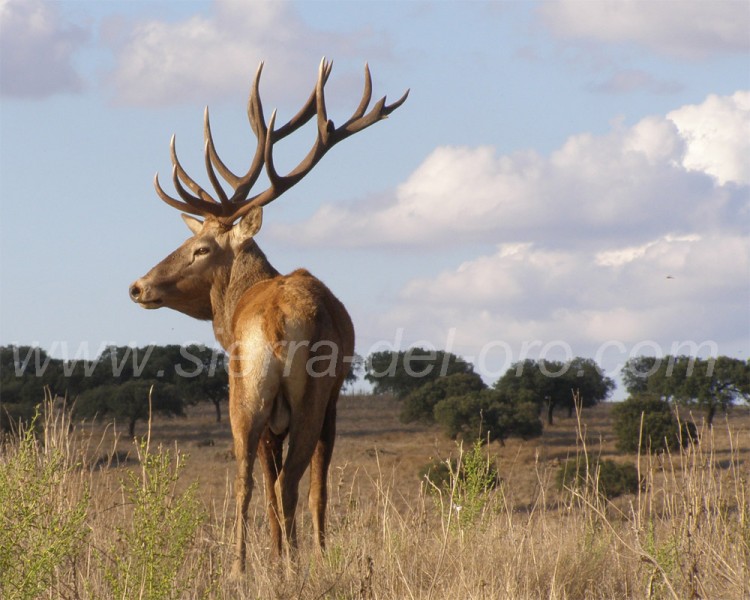 Chasse à l'approche Espagne