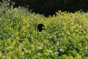 CHASSE PETIT GIBIER EN SOLOGNE