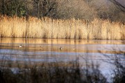 CHASSE PETIT GIBIER EN SOLOGNE