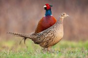 Action de chasse