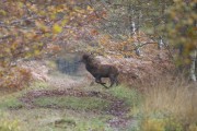 ACTION DE CHASSE GRANDS GIBIERS RAMBOUILLET