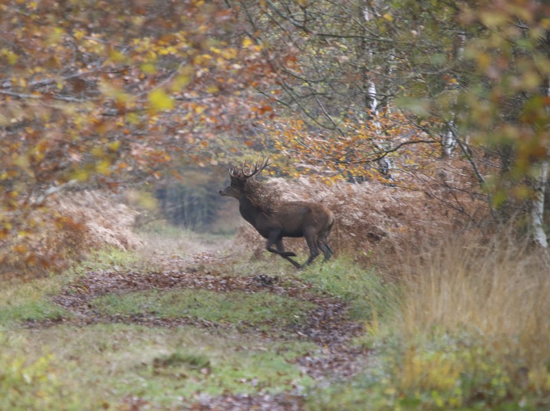 ACTION DE CHASSE GRANDS GIBIERS RAMBOUILLET