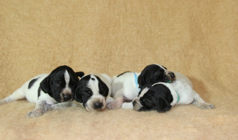 Chiots braques d'Auvergne LOF à réserver