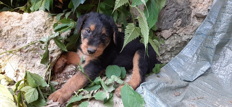 Chiot apparence AIREDALE TERRIER