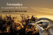 Chasse à la grive en Espagne