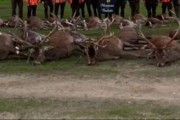 WEEK END CHASSE PORTUGAL