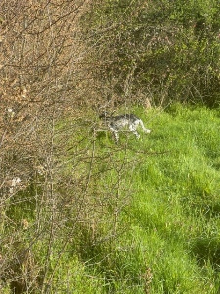 PART DE CHASSE EN DOMBES