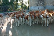 Entretien de meute de chiens et de chevaux, mi-temps, logé (H/F)