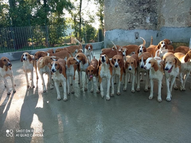 Entretien de meute de chiens et de chevaux, mi-temps, logé (H/F)