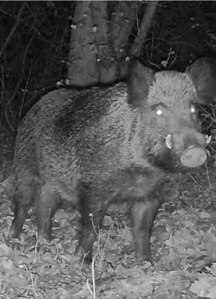 Action de chasse Drôme Espenel 26340