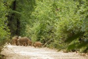 Chasse au grand gibier en parc