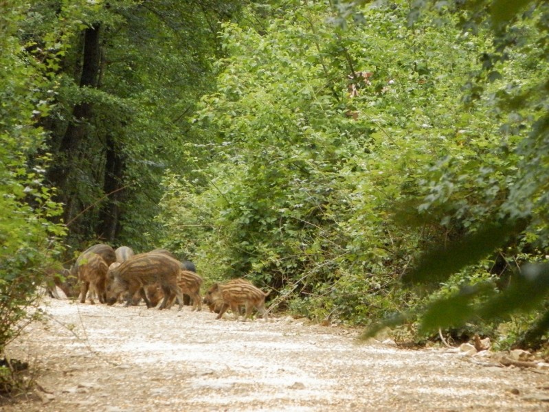 Chasse au grand gibier en parc