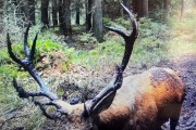 Chasse Alsace Grand cerf sanglier