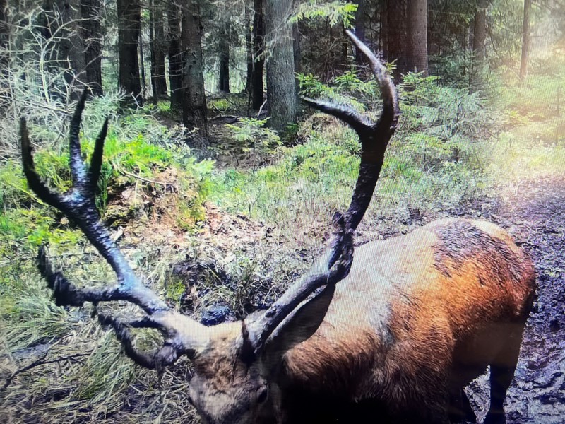 Chasse Alsace Grand cerf sanglier