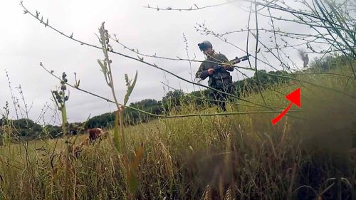 Dréssage de vos chiens sur cailles en Espaagne.