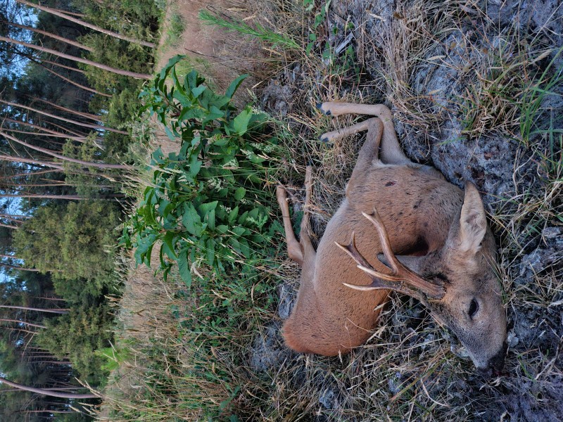 Chasse à l'approche brocard