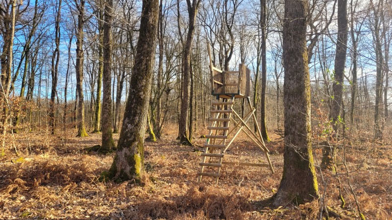 Chasse en forêt des Bertranges (Nièvre 58)