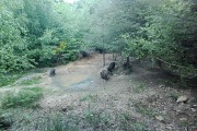 Recherche Partenaires pour Territoire Chasse à l'Approche