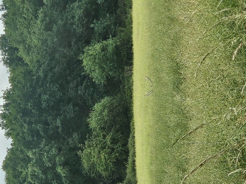 Action de chasse