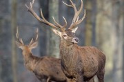Amicale De chasse des Brulys en Seine et Marne