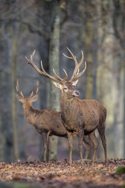 Amicale De chasse des Brulys en Seine et Marne