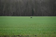 Action de chasse Grand Gibier - Proche Noyon (60)