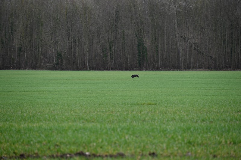Action de chasse Grand Gibier - Proche Noyon (60)