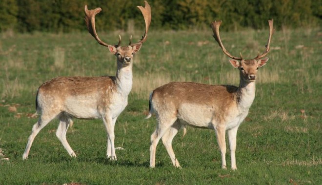 Séjour de chasse Domaines de Calmels & du Luc