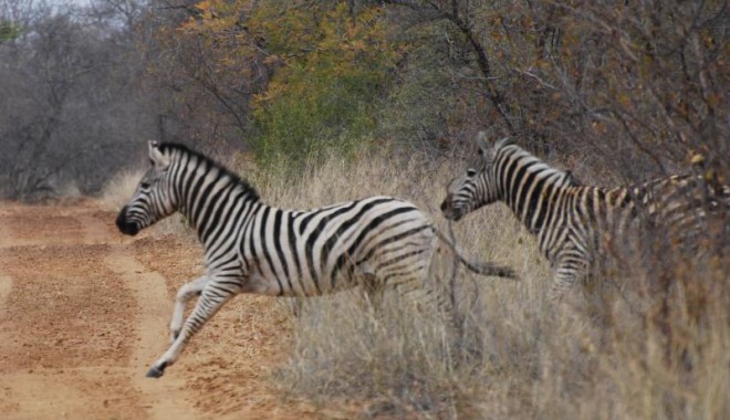 Séjour de chasse Imberba Rakia