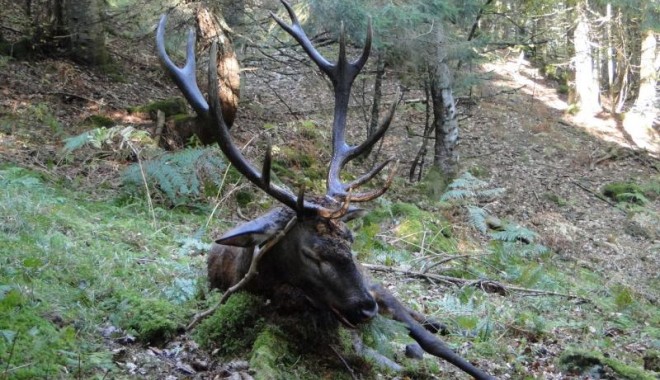 Séjour de chasse Approche au cerf - Esprit Sauvage