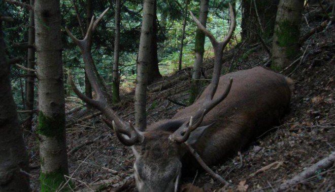 Séjour de chasse Approche au cerf - Esprit Sauvage