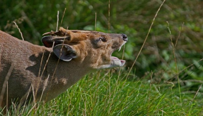 Séjour de chasse Muntjac et daim - Esprit Sauvage