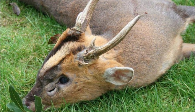 Séjour de chasse Muntjac et daim - Esprit Sauvage