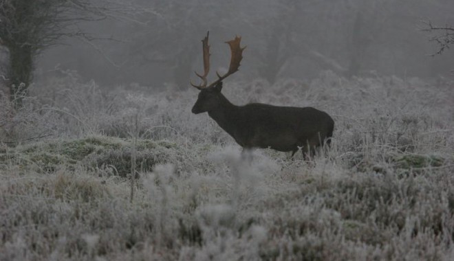 Séjour de chasse Muntjac et daim - Esprit Sauvage