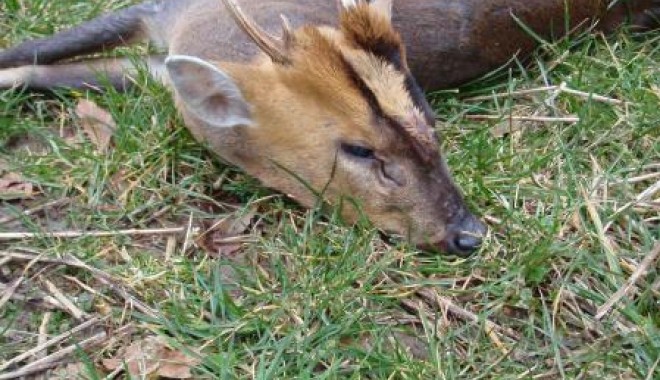 Séjour de chasse Muntjac et daim - Esprit Sauvage