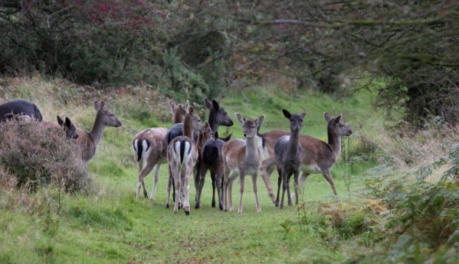 Séjour de chasse Muntjac et daim - Esprit Sauvage