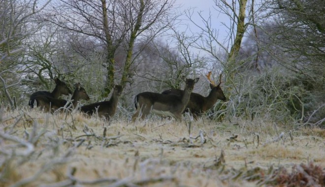 Séjour de chasse Muntjac et daim - Esprit Sauvage