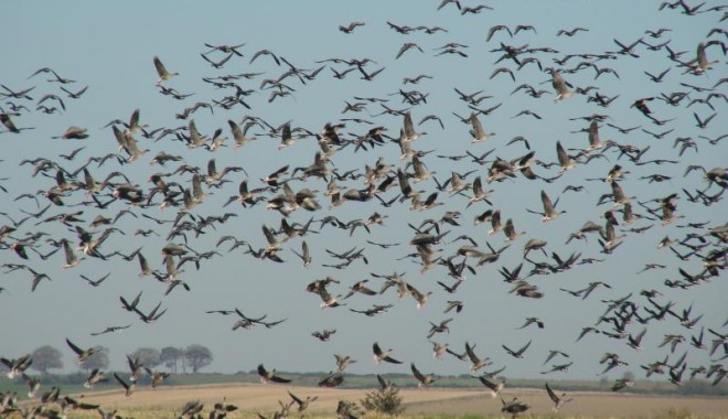 Séjour de chasse Canards et Oies Ecosse - Esprit Sauvage