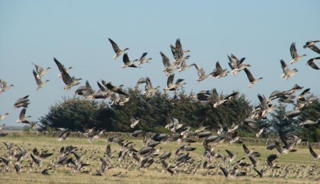 Séjour de chasse Canards et Oies Ecosse - Esprit Sauvage